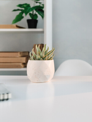 a succulent in a white speckled pot sitting on a white table
