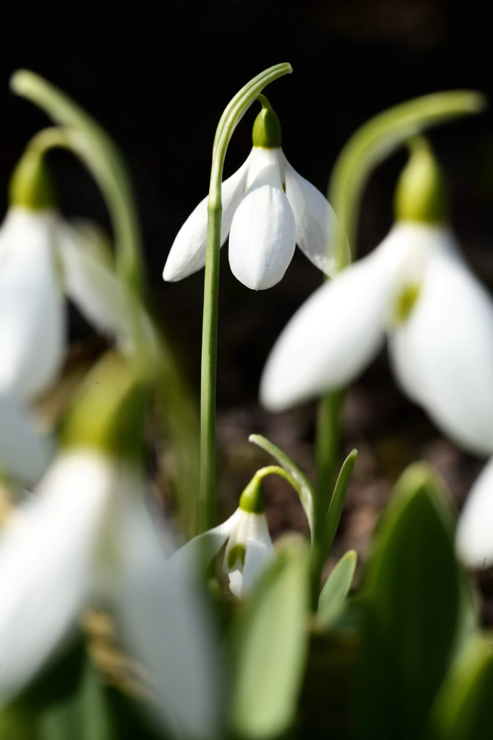 Snowdrop flower; Disorders Treated at the Kahm Center for Eating disorders