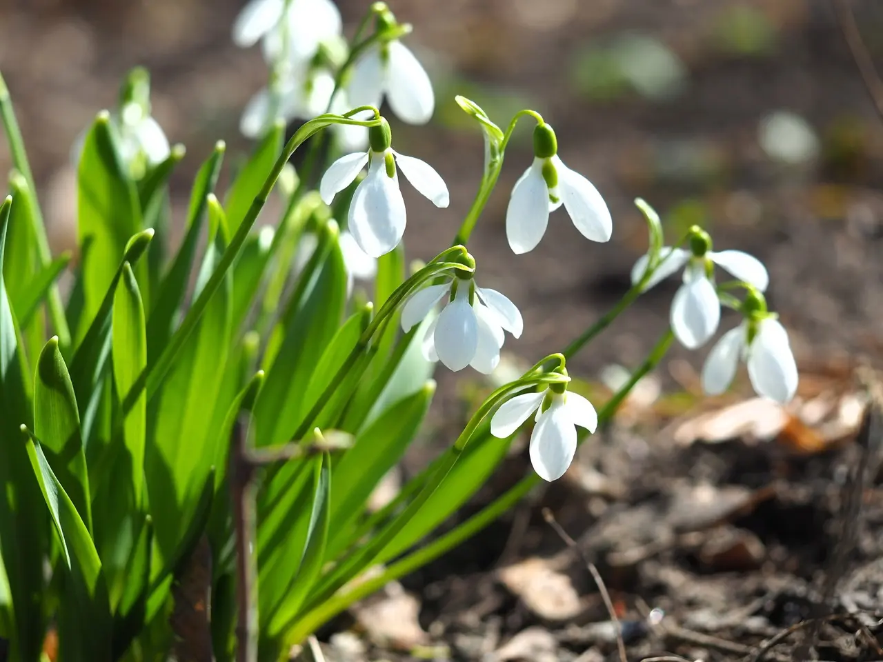 Group of snowdrop flowers in the ground