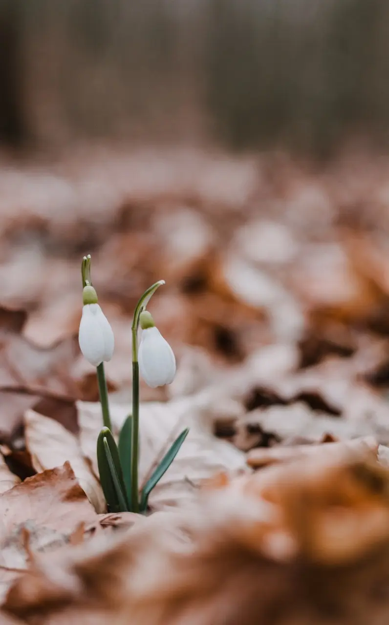 two snow drop flowers