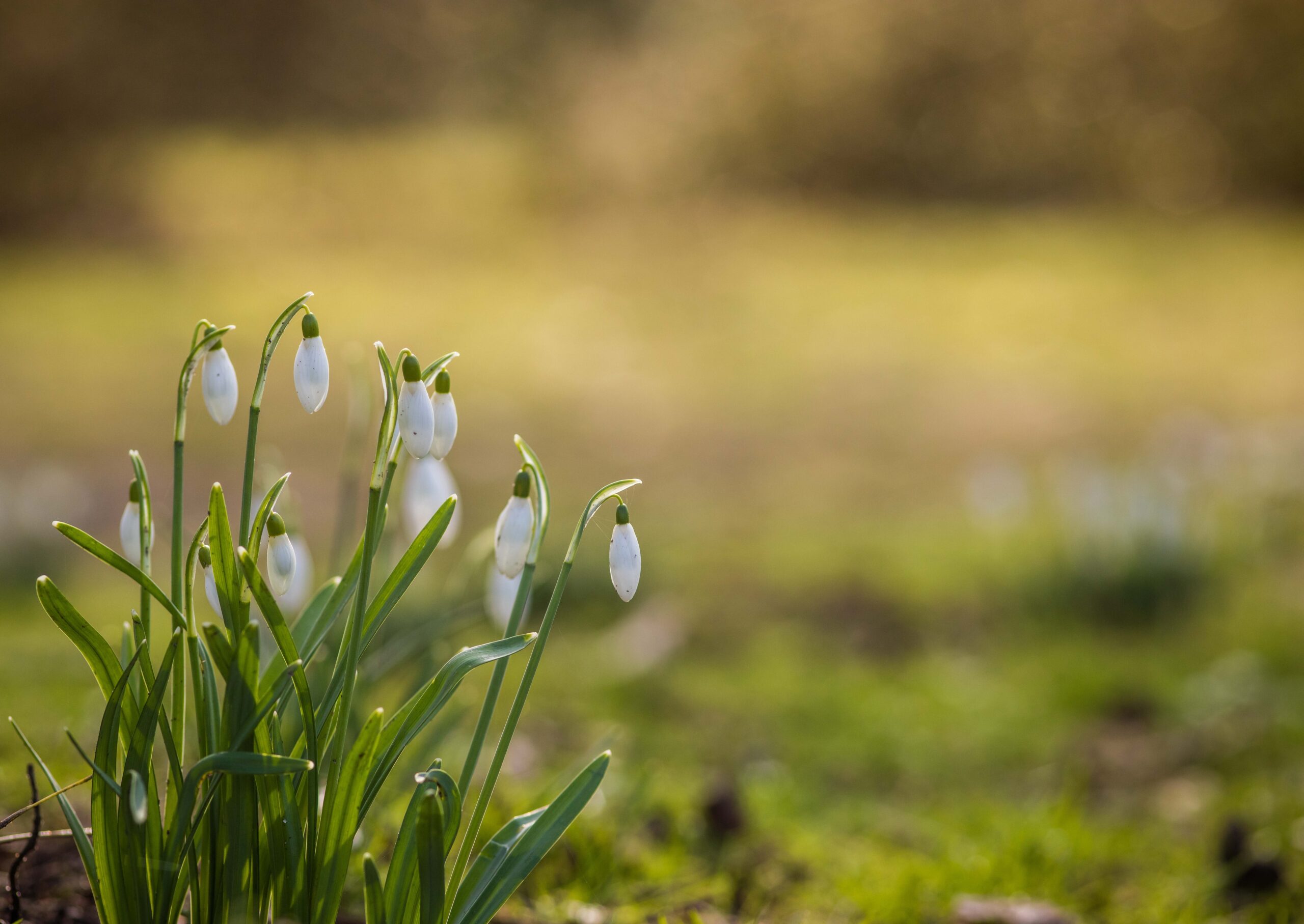 patch of snowdrop flowers almost blooming representing the overcoming of anorexia