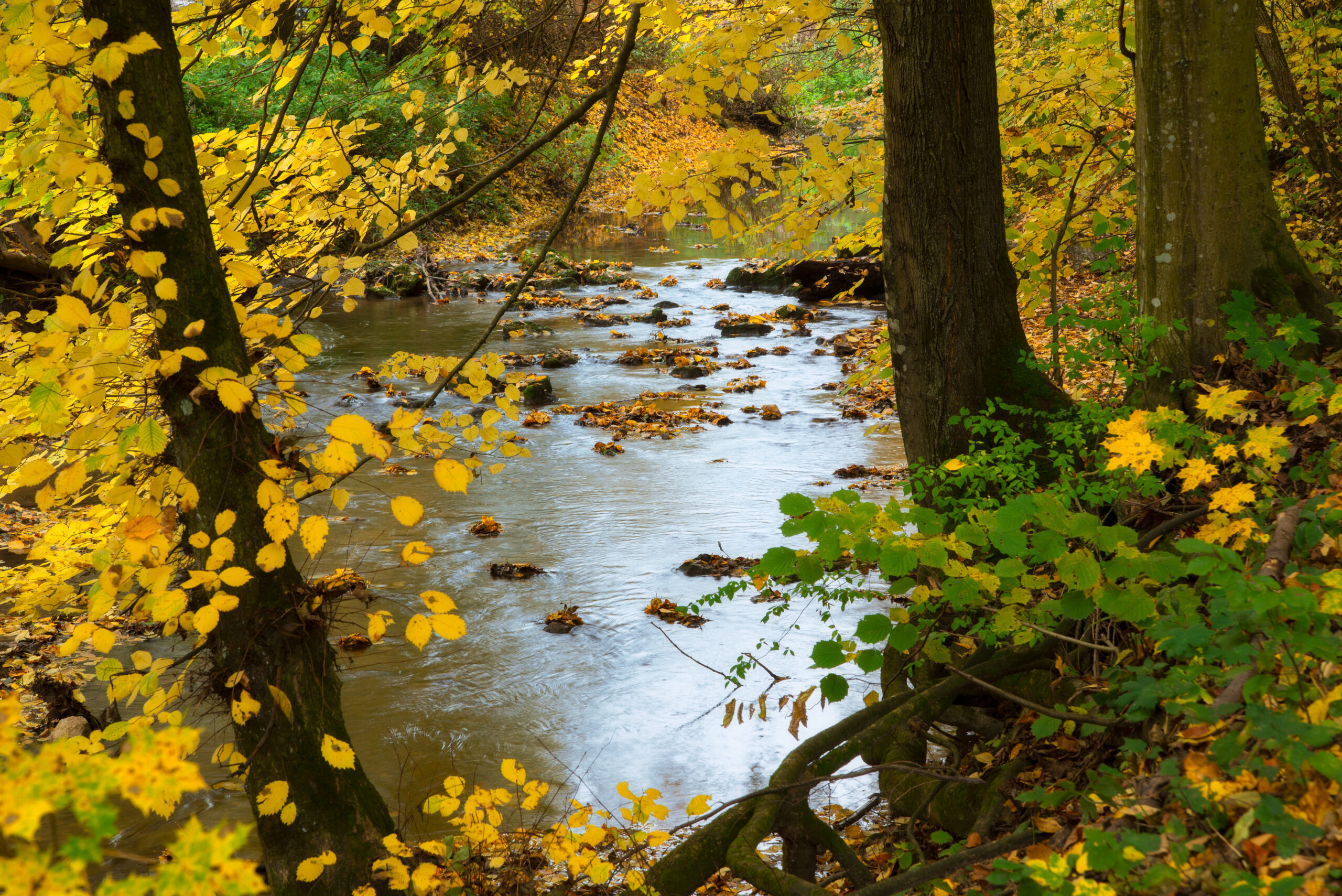 image of an autumn creek in burlington vermont, where the Kahm Center is located
