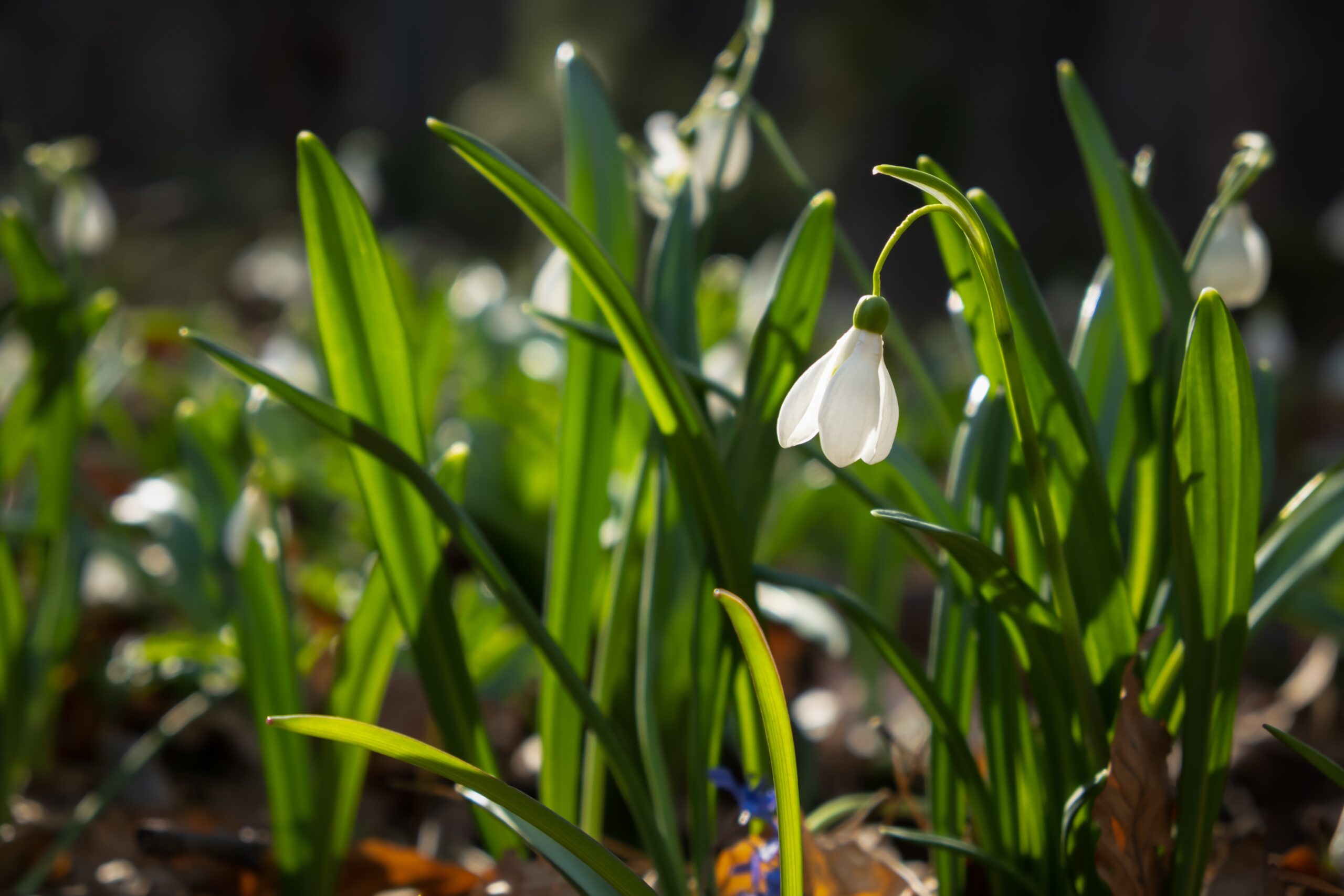 cluster of snow drop flowers
