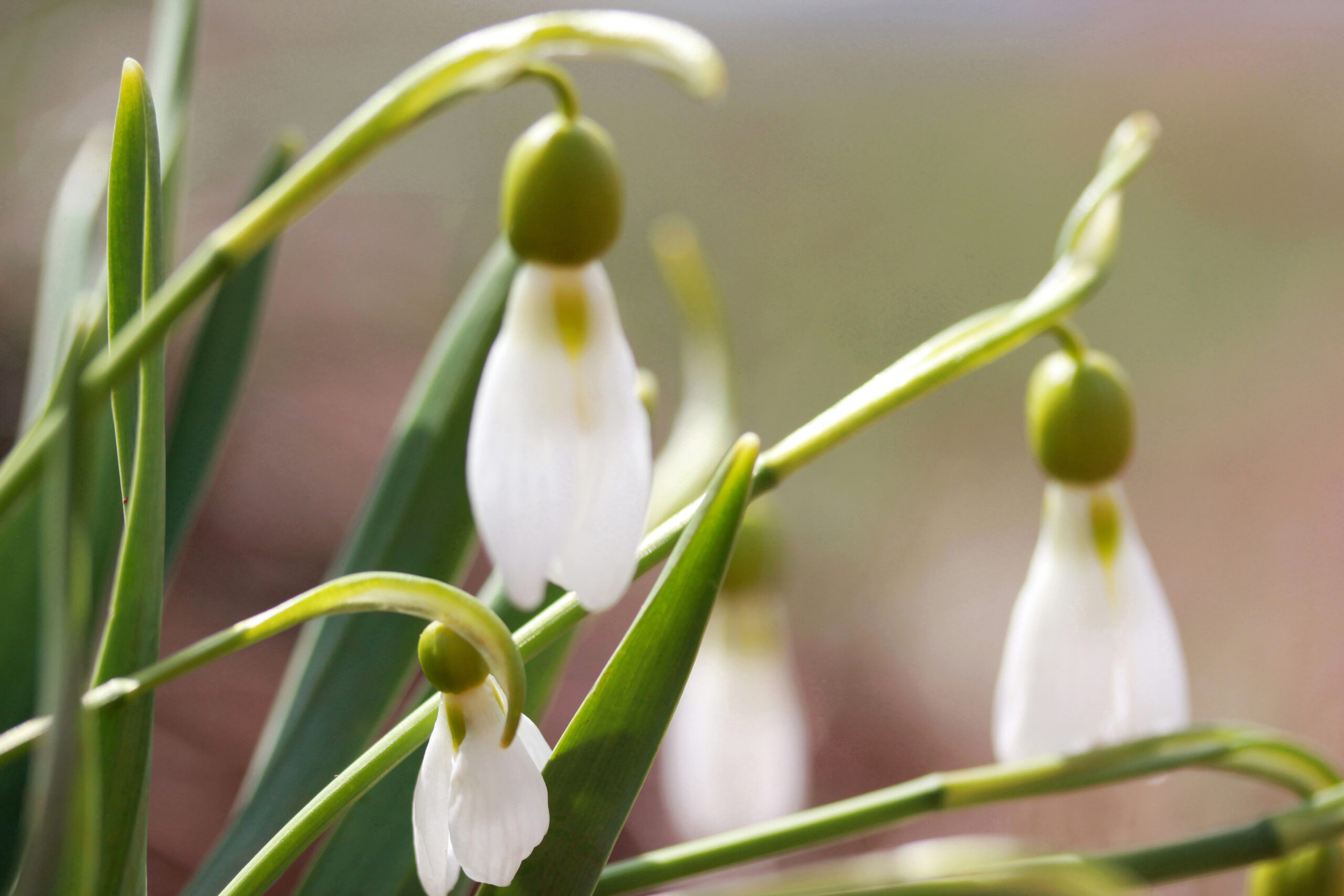 close up photo of snow drop flowers