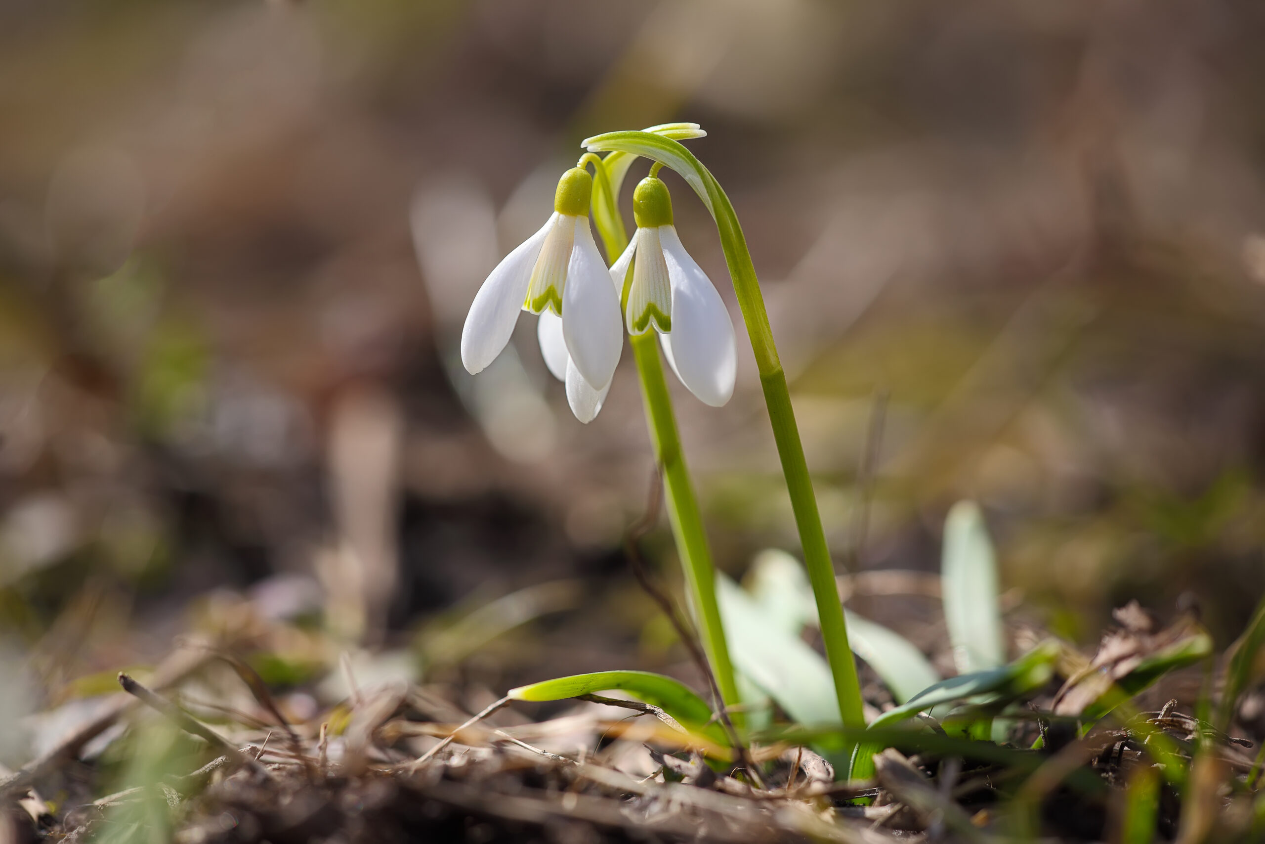 Spring snowdrop flowers blooming in sunny day. Shallow depth of field